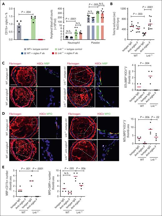 Eosinophil depletion by anti–Siglec-F reverses arterial thrombosis and reduces EETs and NETs in Lnk−/− mice. (A) Eosinophil, neutrophil, and platelet counts in WT and Lnk−/− mice treated with isotype control antibody or anti–Siglec-F antibody (20 μg per mice, 24 hours, IV injection). (B) FeCl3-induced carotid artery occlusion in WT and Lnk−/− mice treated with isotype control antibody or anti–Siglec-F antibody. (C) Representative images of Fibrinogen (red) staining and EETs staining in carotid artery thrombi of WT and Lnk−/− treated with isotype control antibody or anti–Siglec-F antibody. EETs were quantified using MBP (green) with H3Cit (red); n = 4 per group. (D) Representative images and quantifications of NETs using myeloperoxidase (MPO) (green) with H3Cit (red) in thrombi of WT and Lnk−/− treated with isotype control antibody or anti–Siglec-F antibody (n = 4 per group). (E) Quantification of eosinophil number (MBP+CD11b+) and neutrophil number (MPO+DAPI+) per thrombi. Scale bar, 100 μm. DAPI, 4′,6-diamidino-2-phenylindole.