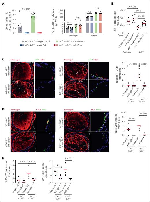 Eosinophil depletion by anti–Siglec-F reverses arterial thrombosis and reduces EETs and NETs in 10 weeks WTD-fed Lnk−/−Ldlr−/− recipient mice. (A) Eosinophil, neutrophil, and platelet counts in Ldlr−/− and Lnk−/−Ldlr−/− recipient mice treated with isotype control antibody or anti–Siglec-F antibody (20 μg per mice, 24 hours, IV injection). (B) FeCl3-induced carotid artery occlusion in Ldlr−/− and Lnk−/−Ldlr−/− recipient mice treated with isotype control antibody or anti–Siglec-F antibody. (C) Representative images of Fibrinogen (red) staining and EETs staining in carotid artery thrombi of WT and Lnk−/− treated with isotype control antibody or anti–Siglec-F antibody. EETs were quantified using MBP (green) with H3Cit (red); n = 5 per group. (D) Representative images and quantifications of NETs using MPO (green) with H3Cit (red) in thrombi of Ldlr−/− and Lnk−/−Ldlr−/− recipient mice treated with isotype control antibody or anti–Siglec-F antibody (n = 5-6 per group). (E) Quantification of eosinophil number (MBP+CD11b+) and neutrophil number (MPO+DAPI+) per thrombi. Scale bar, 100 μm.