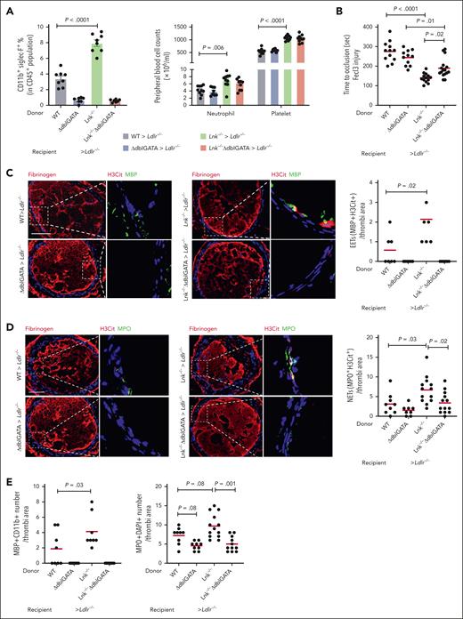 Eosinophil depletion by GATA1 deficiency reverses arterial thrombosis and reduces EETs and NETs in 10 weeks WTD-fed Lnk−/−Ldlr−/− recipient mice. (A) Eosinophil, neutrophil, and platelet counts in WT, △dblGATA, Lnk−/−, Lnk−/−△dblGATA BM recipient mice. (B) FeCl3-induced carotid artery occlusion in WT, △dblGATA, Lnk−/−, and Lnk−/−△dblGATA BM recipient mice. (C) Representative images of Fibrinogen (red) staining and EETs staining in carotid artery thrombi of WT, △dblGATA, Lnk−/−, and Lnk−/−△dblGATA BM recipient mice. EETs were quantified using MBP (green) with H3Cit (red). (D) Representative images and quantifications of NETs using MPO (green) with H3Cit (red) in thrombi of WT, △dblGATA, Lnk−/−, Lnk−/−△dblGATA BM recipient mice (n = 13 per group). (E) Quantification of eosinophil number (MBP+CD11b+) and neutrophil number (MPO+DAPI+) per thrombi. Scale bar, 100 μm. BM, bone marrow.