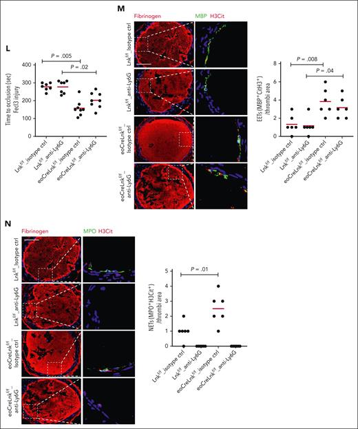 Eosinophil LNK deficiency promotes EETs and thrombosis. (A) Eosinophil, neutrophil, monocyte, and platelet counts in WT, Lnkf/f, and eoCreLnkf/f mice. (B-C) P-stat5 (B) and CD69 (C) levels in eosinophils. (D) FeCl3-induced carotid artery occlusion in WT, Lnkf/f, and eoCreLnkf/f mice. (E) Representative images and quantifications of EETs using MBP (green) with H3Cit (red) in thrombi of WT, Lnkf/f and eoCreLnkf/f mice. (F) Quantification of NETs using MPO with H3Cit (MPO+H3Cit+) per thrombi. (G) Representative images and quantification of EETs (H3Cit+, red) at basal and stimulated conditions in WT, Lnkf/f, and eoCreLnkf/f BM-derived eosinophils. (H) Representative images and quantification of NETs (Ly6G+H3Cit+/Ly6G+Dapi+) in neutrophils incubated with WT, Lnkf/f or eoCreLnkf/f BM derived eosinophils for 4 hours. (I) FeCl3-induced carotid artery occlusion and quantification of NETs in eoCreLnkf/f mice treated with and without 400 U DNase I. (J-K) Quantification of EETs (J) and NETs (K) per thrombi. Unpaired t test. (L) FeCl3-induced carotid artery occlusion in Lnkf/f and eoCreLnkf/f mice with isotype control antibody or anti-Ly6G antibody. IV injection (250 μg per mice) 3 times per week. (M) Representative images and quantifications of EETs using MBP (green) with H3Cit (red) in thrombi of Lnkf/f and eoCreLnkf/f mice with isotype control or anti-Ly6G antibody. (N) Representative images and quantifications of NETs using MPO (green) with H3Cit (red) in thrombi of Lnkf/f and eoCreLnkf/f mice with isotype control or anti-Ly6G antibody. Data are expressed as mean (red bar) ± standard error of the mean (SEM). Scale bar, 100 μm.