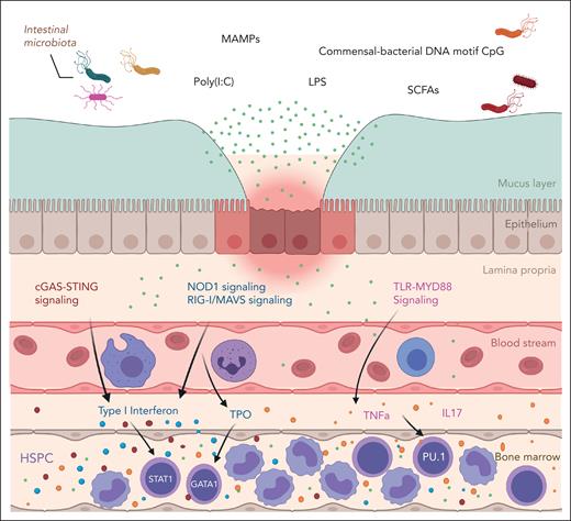 The microbiota signals to the BM to support hematopoiesis. The intestinal microbiome produces metabolites such as peptidoglycans, SCFA, LPS, and nucleic acids that can be detected by signal transducers such as TLR, STING/GAS, and NOD1. These, in turn, generate type I interferon, TPO, TNFa, and IL-17 signaling, which have been shown to support hematopoiesis via STAT1 and other downstream pathways in the BM. cGAS, cyclic GMP-AMP synthase; LPS, lipopolysaccharide; MAMPs, microbe associated molecular patterns; STING, stimulator of interferon response; TNFa, tumor necrosis factor alpha; TPO, thrombopoietin.