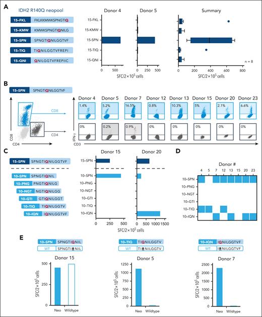 In-depth profiling of IDH2R140Q-specific neo-T cells. (A) Deconvolution of the IDH2R140Q response to identify the stimulatory 15mer neopeptide. Schematic showing the 5 overlapping 15mers spanning the IDH2R140Q mutation (left). IFN-γ ELISpot responses toward each 15mer for 2 representative donors (center), and summary results (right, n = 8). Vertical lines for the box indicate the median, 20th, and 80th percentiles. (B) Intracellular cytokine staining analysis to identify reactive CD8 and CD4 subsets recognizing the immunogenic 15-SPN neopeptide based on IFN-γ production. The gating strategy for CD8+ and CD4+ T cells is shown on the left; the percentage of reactive CD8 and/or CD4 cells for individual responders is shown on the right (percentage obtained by subtracting response from unstimulated control). (C) Schematic of 10mers overlapping by 9 AAs that encompass the 15-SPN neopeptide used for minimal epitope mapping (left). Representative example of minimal epitope mapping profiled for neo-T cells from 2 donors (right) and (D) summary of the 8 responding donors, with each colored square indicating the minimal epitope recognized. (E) Analogous IDH2 wild-type peptide sequences generated for each of the IDH2 minimal epitope (top). IFN-γ ELISpot response of neo-T cells after stimulation with the mutant or wild-type peptides for the 10-SPN (left), 10-TIQ (middle), and 10-IQN (right) neoepitopes.