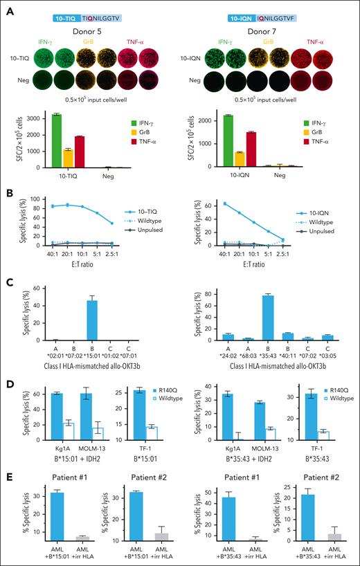 Characterization of IDH2R140Q neo-T cells with mutant-specific responses. Neo-T cells directed toward TIQ- and IQN-minimal epitopes were mutant-specific, and further profiled using donor 5 (left column) and donor 7 (right column) as representative examples, respectively. (A) FluoroSpot analysis to assess for IFN-γ, GrB, and TNF-α secretion from neo-T cells (FluoroSpot images, top; corresponding bar graphs, bottom). (B) Reactive neo-T cells specifically lysed autologous neopeptide-pulsed OKT3 blasts, as assessed in a 6-hour 51Cr-release cytotoxicity assay over a range of E:T ratios, from 40:1 to 2.5:1. (C) HLA-restriction studies using allogeneic HLA-mismatched OKT3 blasts transduced with individual class I HLA molecules from the donors as targets. Only neopeptide-pulsed OKT3b expressing B∗15:01 and B∗35:43 were lysed by the TIQ- and IQN-specific neo-T cells, respectively, indicating that these are the restricting HLA alleles (E:T ratio, 40:1). (D) Six-hour 51Cr-release assay showing specific lysis of AML cell lines Kg1A and MOLM13 modified to overexpress IDH2R140Q and the restricting HLA alleles, and R140Q TF-1 that express the neoantigen at native levels (E:T, 60:1). (E) Specific lysis of primary AML blasts from 2 patients modified to express the relevant, or irrelevant HLA molecules (E:T, 60:1).