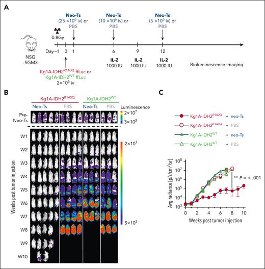 In vivo activity of neo-T cells. (A) Schematic showing the experimental setup of the Kg1A xenograft model. (B) Bioluminescence imaging showing the tumor burden in each mouse over time. (C) Quantitative analysis of bioluminescence detection in each treatment group.