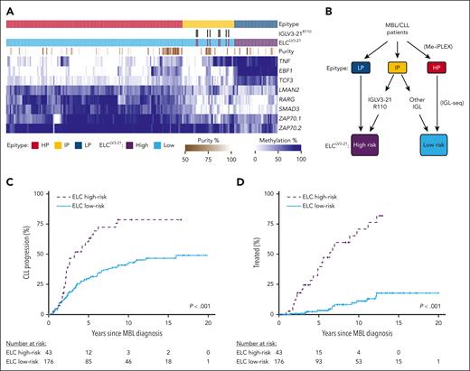 ELCLV3-21 classification of MBL. (A) Heat map displaying DNA methylation of loci used in determining epitype by the CLL Methylation-iPLEX (Me-iPLEX) assay. Epitype random forest classifier and IGLV3-21R110 calls are indicated above. Estimation of sample purity was determined by the Me-iPLEX assay. (B) ELCLV3-21 risk groups were defined by first determining epitype followed by sequencing of immunoglobulin light chain (IGL) gene rearrangements. Individuals with IGLV3-21R110 rearrangements were combined with the LP epitype to generate the ELCLV3-21 high-risk group, and those individuals with light chain rearrangements or lacking the R110 mutation were combined with the HP epitype to produce the ELCLV3-21 low-risk group. (C,D) Cumulative incidence of time to CLL progression (C) and time to first treatment (D) in individuals with MBL separated by ELCLV3-21 risk status.