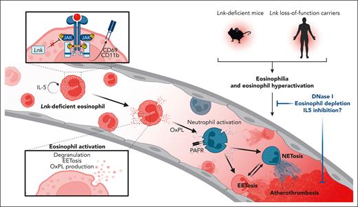 Loss-of-function mutations of SH2B3/LNK in human carriers and LNK-deficient murine models promote eosinophilia and activate peripheral eosinophils via uncontrolled JAK/STAT signaling and downstream upregulation of surface receptors like CD11b and CD69. This activated eosinophil phenotype leads to degranulation and formation of oxidized phospholipids and promotes EET-osis. Eosinophil-released OxPLs promote neutrophil activation via PAFR-mediated signaling, leading to increased neutrophil recruitment and NET formation. Reciprocal eosinophil and neutrophil activations then culminate in a prothrombotic state, leading to atherothrombosis. Eosinophil depletion, pharmacological degradation of ETs by DNase I, or targeted approaches like inhibition of IL-5 may therefore serve as novel antithrombotic therapeutic concepts in eosinophil-driven diseases.