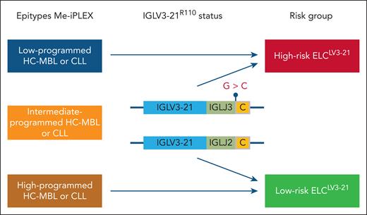The combined epigenetic and immunogenetic ELCLV3-21 signature. Using the Me-iPLEX methylation assay, HC-MBL and CLL were divided into LP, IP, and HP epitypes. The IGVL3-21R110 status was assessed by sequencing in IP MBL/CLL. IP cases carrying the IGVL3-21R110 mutation were grouped with the LP epitype into the ELCLV3-21 high-risk group, and IGVL3-21R110-wild-type IP cases were merged with the HP epitype into the ELCLV3-21 low-risk group.