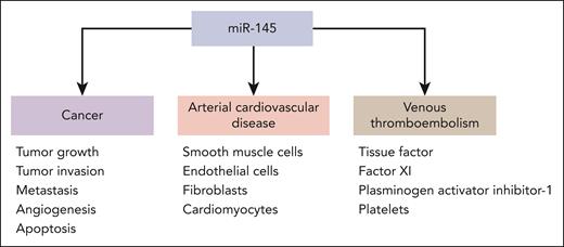 Roles of miR-145 in cancer, arterial cardiovascular diseases, and VTE. miR-145 regulates tumor growth, angiogenesis, apoptosis, tumor invasion, and metastasis in various cancers. miR-145 affects cells involved in various arterial cardiovascular diseases: smooth muscle cells, endothelial cells, fibroblasts, and cardiomyocytes. miR-145 is now also shown to be protective against VTE, possibly because of its relationship with tissue factor, coagulation factor XI, plasminogen activator inhibitor-1, and platelets.1,6-10
