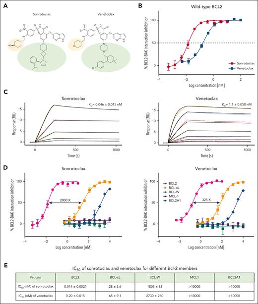 Sonrotoclax is a second-generation BCL2 inhibitor with superior potency and selectivity. (A) Chemical structures of sonrotoclax and venetoclax. The differences are highlighted with light yellow and green ellipses. (B) Cell-free competitive binding assays were performed to measure the disruption of the interaction between the BCL2:BAK-derived peptide by sonrotoclax and venetoclax. (C) SPR binding curves of sonrotoclax and venetoclax. The lines in different colors are the actual curves for the serial concentrations of sonrotoclax (0.625-10 nM) and venetoclax (3.125-200 nM), whereas the corresponding black lines are the fitted curves using the 1:1 binding model. KD values are presented as the mean values ± standard deviations (SDs) for 4 independent experiments. (D) Inhibition of BCL-xL, BCL-W, MCL-1, and BCL2A1 was measured with a method similar to that described in (B). (E) Measured IC50 values of sonrotoclax and venetoclax for the inhibition of Bcl-2 family members. The data are presented as the mean values ± SDs of 3 independent experiments.