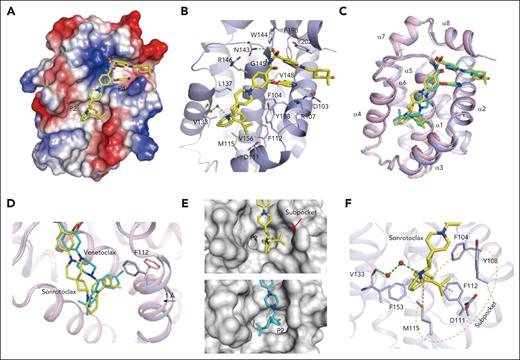 Molecular mechanism of the interaction between BCL2 and sonrotoclax. (A) Overview of the structure of BCL2 in complex with sonrotoclax. The protein is shown as an electrostatic surface, with the compound shown in yellow. (B) Binding details of sonrotoclax. Water molecules are shown as red spheres. Hydrogen bonds are represented by green dashed lines. (C) Superimposition of the structures of BCL2 in complex with sonrotoclax (yellow stick) and venetoclax (cyan stick, protein shown as pink ribbon, PDB ID: 6O0K). (D) Zoomed in view of the superimposed structures shown in panel C. The F112 residues underneath the P2 pocket are shown as purple and pink sticks. (E) Comparison of the occupation of the P2 pocket by venetoclax (cyan stick) and sonrotoclax. The subpocket is indicated by a red arrow. (F) Zoomed in view of the binding details of the (S)-2-(2-isopropylphenyl)pyrrolidine moiety. The subpocket is encircled by a light orange dashed line, and the sulfonyl-π and π-π interactions are indicated by purple dashed lines.