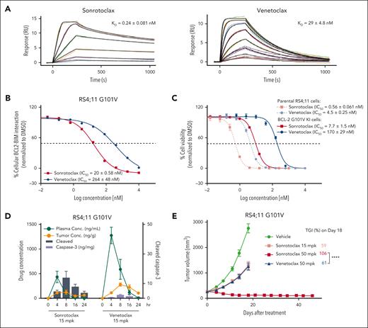 Sonrotoclax is effective against the venetoclax-resistant BCL2 G101V mutant. (A) Binding affinities of sonrotoclax (left panel) and venetoclax (right panel) to the BCL2 G101V mutant measured by SPR. The curves in different colors represent the serial concentrations of sonrotoclax (0.625-20 nM) and venetoclax (6.25-800 nM). KD values are presented as the mean values ± SDs for 4 independent experiments. (B) The disruption of the cellular BCL2:BIM complex in BCL2 G101V KI RS4;11 cells by sonrotoclax and venetoclax were detected using the MSD assay. (C) Inhibition of the cell viability in the parental RS4;11 and G101V KI cells was evaluated by a CellTiter-Glo luminescence assay. IC50 values are presented as the mean values ± SDs for 3 independent experiments, with representative curves shown in panels B and C. (D-E) Assessment of in vivo PD/PK and efficacy of sonrotoclax and venetoclax in RS4;11 G101V xenograft models. Mice were treated with sonrotoclax or venetoclax at the indicated doses. Single-dose treatment was used to evaluate PD, and daily dosing was used for the efficacy study; all treatments were administered by oral gavage. For evaluation of PD/PK, plasma and tumor tissues were collected at the specified time points to measure drug concentrations and tumor cleaved caspase-3 (Asp175) levels by ELISA. For the efficacy study, the tumor volume was measured twice weekly, and the TGI was calculated on day 18 after dosing. The data are presented as the mean values ± SEMs of 3 mice at each time point (D) and 8 mice in each group (E); ∗∗∗∗P < .0001. ELISA, enzyme linked immunosorbent assay; PD, pharmacodynamics; PK, pharmacokinetics.