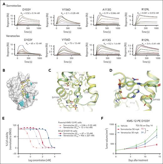 Sonrotoclax remains effective against other BCL2 mutants. (A) SPR measurements of the binding affinities of sonrotoclax and venetoclax to different BCL2 variants. The curves in different colors represent different concentrations of sonrotoclax (0.156-20 nM for D103Y, 0.313-20 nM for V156D, 0.078-20 nM for A113G, and 1.25-20 nM for R129L) and venetoclax (0.781-200 nM for D103Y, 1.56-100 nM for V156D, 0.781-400 nM for A113G, and 0.781-200 nM for R129L). KD values are presented as the mean values ± SDs for 4 independent experiments. (B) Mutations are indicated on the BCL2 protein surface (gray). The mutated residues are highlighted in cyan. Sonrotoclax is represented by the yellow stick. (C) Superimposition of the structures of WT BCL2 (yellow) and the D103Y mutant (pale green) in complex with sonrotoclax. (D) Zoomed in view of D103 or Y103 involved in the binding of sonrotoclax or venetoclax. The hydrogen bonds are indicated by the cyan and yellow dashed lines. (E) Inhibition of the viability of parental and BCL2 D103Y KI KMS-12-PE cells was estimated by the CellTiter-Glo luminescence assay. IC50 values are presented as the mean values ± SDs for 3 independent experiments, with representative curves shown in the figure. (F) Efficacy evaluation of sonrotoclax and venetoclax in the KMS-12-PE D103Y xenograft model. The tumor volumes are presented as the mean values ± SEMs of 8 animals in each group; ∗∗P < .01.