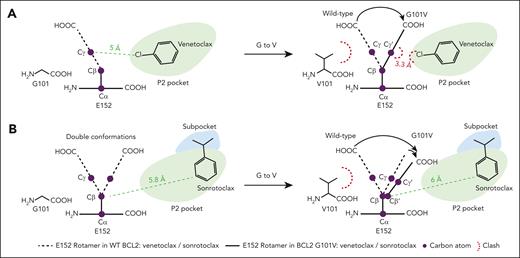 Schematic diagram of the knockon effect of the V101 side chain against E152. (A) G101V mutation interferes with BCL2-venetoclax interaction through E152. (B) G101V mutation is too distant from sonrotoclax to impede its binding, even via E152. The legends are shown below the diagrams.
