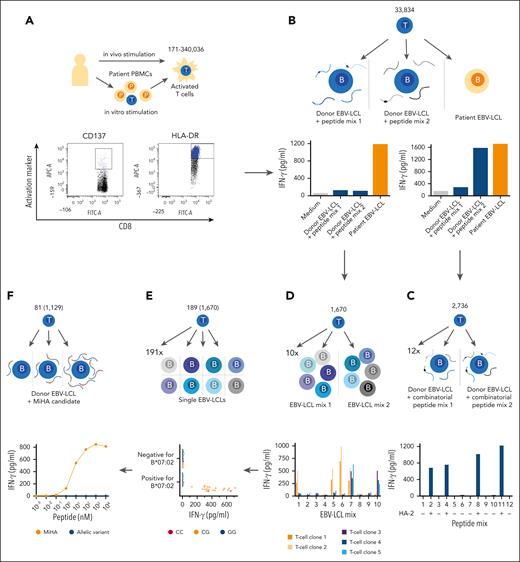 Strategy to identify HLA-I-restricted MiHAs. Visual representation of the strategy that was followed to identify HLA-I–restricted MiHAs targeted in 39 patients who responded to DLI after HLA-matched alloSCT with GVL reactivity in the absence or presence of GVHD. (A) Patient samples collected after DLI were enriched for CD8+ T cells. Activated T cells were sorted based on CD137 after 2 days of in vitro stimulation with a pre-alloSCT patient sample (left), or based on HLA-DR as in vivo marker. (B) Growing T-cell clones were tested against patient EBV-LCLs and donor EBV-LCLs pulsed with peptide mixes of known MiHAs. (C) T-cell clones recognizing known antigens were subjected to a combinatorial peptide test to identify the antigen, shown here for the MiHA HA-2. (D) T-cell clones for unknown antigens that exclusively recognized patient EBV-LCL, but not peptide-pulsed donor EBV-LCLs were tested against 10 pools each containing 5 EBV-LCLs. Based on recognition patterns, T-cell clones were clustered, exemplified here by 5 clones with 2 distinct recognition patterns (blue/purple and orange). (E) From each cluster, representative T-cell clones were selected for GWAS. T-cell clones were tested against an optimized panel of 191 EBV-LCLs that were sequenced as part of the 1000 Genomes Project. HLA-restriction was determined by shared HLA alleles on EBV-LCLs that were recognized by T cells (here HLA-B∗07:02-restricted). EBV-LCLs expressing the relevant HLA-restriction allele were divided into antigen-positive and -negative groups based on IFN-γ secretion. All 11.1 million SNPs (minor allele frequency >0.01) were scanned for association with T-cell recognition patterns, here exemplified by heterozygous (orange, nucleotides CG) or homozygous (red, nucleotides CC in example) genotyping for positive EBV-LCLs and homozygous allelic variants (blue, nucleoties GG in example) in negative EBV-LCLs. (F) SNPs with strong association were investigated for encoding polymorphic peptides with predicted binding to the relevant HLA allele, and candidates (orange) and their allelic variants (blue) were tested for T-cell recognition for validation. Numbers in schematic illustration represent range of activated T cells per patients (A), total number of growing T-cell clones (B), T-cell clones for which a MiHA was identified by combinatorial peptide mixes (C), T-cell clones reactive to patient EBV-LCLs (D), T-cell clones for which GWAS performed representative of clustered T-cell clones (number in parentheses) (E) and number of identified new MiHAs (number of T-cell clones targeting these in parentheses) (F).