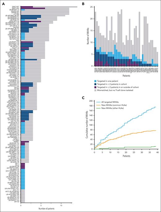 MiHAs were often recurrently targeted by T cells in 39 patients after HLA-matched alloSCT and DLI. For each MiHA and patient, the number of SNP mismatches were analyzed as well as the number of MiHAs that were targeted as demonstrated by isolation of MiHA-specific T-cell clones. (A) In total, 137 of all 159 MiHAs were mismatched in at least 1 patient that was positive for the relevant HLA-restriction allele (gray). MiHAs were targeted in single patients (light blue) or recurrently targeted in ≥2 patients either in our cohort (dark blue) or also outside our cohort as previously published (purple). Asterisks indicate 2 MiHAs (LB-SIK1-1A and LB-LINC02427-1G) for which T-cell clones were isolated, but SNPs could not be genotyped because of insufficient coverage by whole exome sequencing and KASPar assays. Genotyping also failed for the SNP encoding LB-C16ORF-1R (not displayed). (B) In total, 175 distinct T-cell clones were isolated for a total of 108 different MiHAs. Of the 175 antigen-specific T-cell clones that were isolated, 112 (64.0%) T-cell clones were directed against recurrent antigens that were targeted in ≥2 patients either in our cohort (dark blue) or also outside our cohort (purple). The remaining 63 (36.0%) T-cell clones were directed against MiHAs targeted in only 1 patient (light blue). Indicated are also the total number of MiHA mismatches for each patient with the relevant HLA restriction allele (gray). (C) With each patient added to the study (plotted in order of analysis), the cumulative number of all MiHAs (new and known) that were identified as T-cell targets in each patient increased steadily (blue), while the number of new MiHAs that were identified in common HLAs (orange) stagnated. Similar to all MiHAs, identification of new MiHAs in other HLAs increased (green). New MiHAs were retrospectively assigned to the first patient from whom a specific T-cell clone for the respective antigen was isolated.