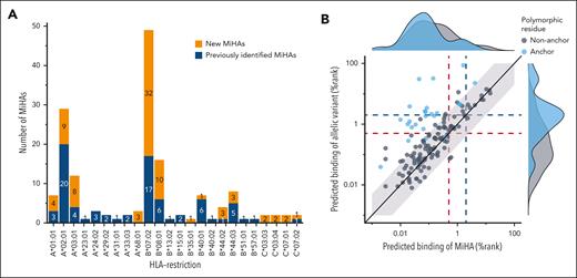 MiHAs with polymorphic AAs at nonanchor positions are predicted to bind similarly to HLA as their allelic variants. MiHAs binding to different HLA-I alleles with polymorphic AAs at anchor or nonanchor positions were compared for predicted HLA-binding. (A) The 81 new MiHAs (orange) that were identified by optimized GWAS were mainly found for HLAs for which the method was optimized (HLA-A∗01:01, A∗02:01, A∗03:01, B∗07:02, B∗08:01, C∗07:01, C∗07:02), but also HLAs that were expressed by sufficient numbers of EBV-LCLs in the GWAS panel (HLA-A∗24:02, B∗35:01, B∗40:01, B∗44:02, B∗44:03, C∗03:03) or HLAs that were retrovirally introduced in EBV-LCLs of the GWAS panel (A∗68:01). MiHAs that were previously identified (blue) are also shown. (B) All 142 MiHAs with a single polymorphic AA were divided into 2 groups based on polymorphic residues being at an anchor position (blue) or not (gray). With 20 (80.0%) of 25 MiHAs with a polymorphic anchor residue, the majority of MiHAs showed at least 5 times stronger predicted HLA-binding (outside light gray background) than their allelic counterpart compared to only 13 (11.5%) of 113 MiHAs with a nonanchor polymorphic AA. Indicated are predicted HLA-binding scores by NetMHCpan4.1 for MiHAs (x-axis) and allelic variants (y-axis). High % rank values indicate low predicted HLA-binding. Red and blue dotted lines indicate the cut-offs for strong (% rank <0.5) and weak (% rank <2.0) predicted HLA-binding, respectively.