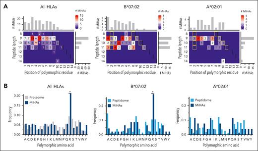 Position and type of polymorphic AAs in HLA-I-restricted MiHAs. All HLA-I-restricted MiHAs as well as MiHAs binding to HLA-B∗07:02 or HLA-A∗02:01 were analyzed for the position and type of their polymorphic AAs. (A) Polymorphic AAs were observed on anchor (yellow rectangles) and nonanchor positions for all 142 MiHAs with a single polymorphic AA (left) and MiHAs in HLA-B∗07:02 (middle) or HLA-A∗02:01 (right). (B) Of the 142 MiHAs (dark blue), 30 (21.1%) antigens had arginine as polymorphic AA (left panel). This was enriched compared to the expected frequency in the proteome (gray) based on the disparity rate of global allele frequencies of nonsynonymous SNPs in the GRCh38 human genome. For HLA-B∗07:02-binding MiHAs (middle; 13 of 46 (28.3%) antigens), enrichment was also observed compared to the expected frequency of arginine as polymorphic AA in the peptidome (light blue) based on polymorphic peptides eluted from HLA-B∗07:02 (n = 272) on malignant hematopoietic cells and solid tumor cell lines.34 For HLA-A∗02:01-binding MiHAs, no enrichment of arginine as polymorphic AA in comparison to the peptidome (based on 224 polymorphic peptides) was observed. Statistical analysis was performed on the distribution of polymorphic AAs using Spearman rank correlation, and, if statistically significant, post-hoc with 2-sided pairwise binomial test with Bonferroni correction. The difference in distribution of HLA-A∗02:01-peptides was not statistically significant. Asterisks indicate statistically significant (P < .05) differences after Bonferroni correction.