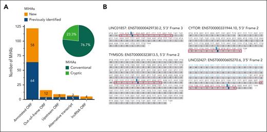 MiHAs are often translated from noncanonical ORFs. HLA-I–restricted MiHAs were derived from annotated protein-coding reading frames or noncanonical ORFs in normal, alternative, or noncoding transcripts. (A) Of 159 MiHAs (new in orange, previously published in blue), 122 (76.7%) antigens are peptides created by missense SNPs leading to an AA change in canonical ORFs of protein-coding transcripts. This includes 1 antigen in an annotated ORF created by protein splicing. The other 37 (23.3%) antigens are cryptic peptides (light green) created by SNPs causing AA changes in noncanonical ORFs including missense or synonymous SNPs translated in out-of-frame ORFs, SNPs in upstream ORFs, alternative transcripts or lncRNA ORFs. (B) Four new MiHAs are derived from lncRNA ORFs. MiHAs (red boxes) with polymorphic residues (blue) are preceded by start codons. For LINC02427, a start codon is located in the 5′ upstream sequence (blue) of the complementary DNA (black).