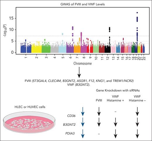 Novel genome-wide asociation studies (GWAS) associations for each gene as well as the 3 genes that were identified in a multiphenotype analysis and selected for functionalization in HUVECs (VWF) or HLECs (FVIII). Directions of effect are shown for each, including with and without histamine stimulation. siRNA, small interfering RNA.