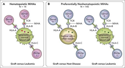 In HLA-matched HCT, alloreactive donor T cells recognize patient-specific MiHA peptides presented by HLA-A, -B, or -C molecules, via their T-cell receptor (TCR). (A) Hematopoietic MiHAs (red dots) are expressed selectively on hematopoietic tissues including their neoplastic derivatives (green cells), but not or to a much lesser extent on GVHD target tissues. Recognition of patient-specific hematopoietic MiHAs by alloreactive donor T cells after transplantation can lead to GVL (ie, control of the malignant disease) without GVHD (ie, T-cell-mediated damage to healthy tissues). Donor T-cell recognition of patient-specific hematopoietic MiHAs will not be harmful to the donor’s blood system reconstituted after successful HCT, because it carries the donor-specific variant of the relevant MiHA. The work by Fuchs et al added 11 new hematopoietic MiHAs to the 11 previously known ones, for a total number of 14. These hematopoietic MiHAs hold promise for new strategies of targeted leukemia immunotherapy. (B) Preferentially nonhematopoietic MiHAs (green dots) are broadly expressed on different tissues including GVHD target organs (light brown cells), in addition to varying levels of expression in hematopoietic tissues and their malignant derivatives (green cells). Recognition of patient-specific preferentially nonhematopoietic MiHAs by alloreactive donor T cells after transplantation can lead to both toxic GVHD and beneficial GVL. The study by Fuchs et al added 70 new preferentially nonhematopoietic MiHAs to the 75 previously known ones, for a total number of 145. Together, the 14 hematopoietic and 145 preferentially nonhematopoietic MiHAs cover most of the MiHA repertoire presented by several common HLA allotypes and provide an invaluable benchmark for the assessment of MiHAs as biomarkers for HCT outcome. Professional illustration by Patrick Lane, ScEYEnce Studios.