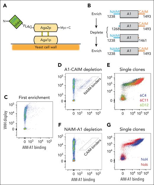 Screen of AIM-binding nanobodies by yeast surface display. (A) Schematic of the constructed yeast display library. Genes of VHH nanobodies were fused to that encoding the Aga2p subunit and VHH proteins were displayed on the yeast surface. (B) Schematic of the screening strategy. Yeasts were sorted for AIM-A1 binding, amplified, depleted with A1-CAIM or NAIM-A1 and re-sorted for AIM-A1 binding to obtain AIM-specific binders. Each protein is marked by the starting and ending VWF residues. (C-G) Flow cytometry plots showing binding of yeasts to AIM-A1 after various screening steps. In each plot, y-axis shows FLAG-tagged nanobody-Aga2p fusion protein expression on the yeast surface that is detected by Alexa Fluor 488-conjugated anti-FLAG antibody, and x-axis shows binding of the biotinylated AIM-A1 protein as detected by streptavidin-conjugated allophycocyanin. NAIM- and CAIM-specific binders were isolated from the approximate gates illustrated in the plots (D,F). After the second enrichment, individual clones (E,G) were isolated, amplified, and confirmed for AIM-A1 binding.