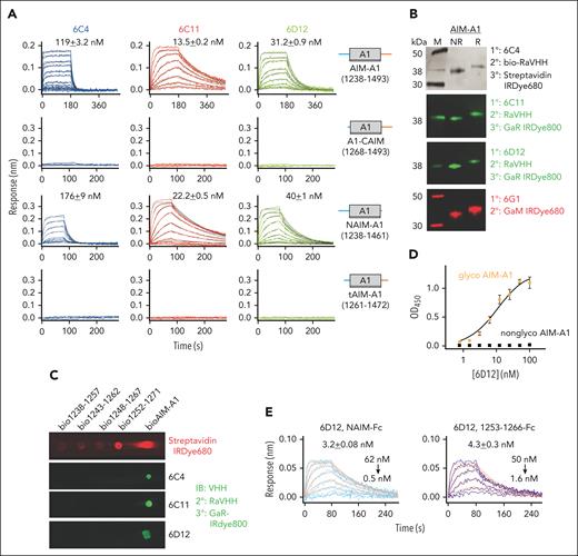 Identification of the epitopes of VWF-activating nanobodies. (A) Representative BLI sensorgrams of immobilized AIM-A1, A1-CAIM, NAIM-A1, or tAIM-A1 binding to a serial dilution of purified nanobody 6C4 (blue), 6C11 (red), or 6D12 (green). Nanobody concentration ranges are 2 μM to 2 nM for 6C4 binding to AIM-A1, 250 nM to 2 nM for 6C11 and 6D12 binding to AIM-A1, and 500 nM to 1 nM for all others. The fitted affinity, when obtained, is shown in each panel. For AIM-A1, association was performed for 180 seconds and dissociation for 360 seconds. For A1-CAIM, NAIM-A1, and tAIM-A1, association was performed for 80 seconds and dissociation for 200 seconds. The fitting trace for each concentration is shown in black. (B) Western blots of nonreduced (NR) or reduced (R) AIM-A1 with noted nanobody or antibody 6G1. To accommodate the fast off-rate of 6C4, a biotinylated rabbit anti-VHH antibody (bio-RaVHH) and streptavidin-IRDye680 were used to detect blotting of AIM-A1 by 6C4. After blotting with 6C11 and 6D12, a rabbit anti-VHH antibody (RaVHH) and fluorescent goat anti-rabbit antibody (GaR) were used to visualize the blots. 6G1 binds to a linear epitope in the CAIM, and it was detected using a fluorescent goat anti-mouse secondary antibody (GaM). (C) Dot blots of biotinylated NAIM peptides (10 ng per spot) and bio-AIM-A1 (1 μg per spot). Each membrane strip was blotted with noted nanobody separately and detected with RaVHH and fluorescent GaR. To verify proper adsorption of biotinylated peptides and bio-AIM-A1 protein to the strip, the same strip was blotted with streptavidin-IRDye680. (D) ELISA binding isotherms of 6D12 to immobilized glycosylated AIM-A1 purified from mammalian cells (orange circles) and nonglycosylated AIM-A1 purified from E coli (black squares). Data are shown as mean ± SD (n = 3). Responses were fit to a hyperbola and the KD (10.7 ± 3.2 nM) was derived from half-maximal binding. (E) BLI binding traces of 6D12, in a dilution series, to immobilized NAIM-Fc, 1253-1266-Fc, and neuraminidase-treated NAIM-Fc (asialo-NAIM-Fc). Global kinetic fitting at ratio 1:1 is shown in red, and kinetic KD is listed on top of the sensorgrams.