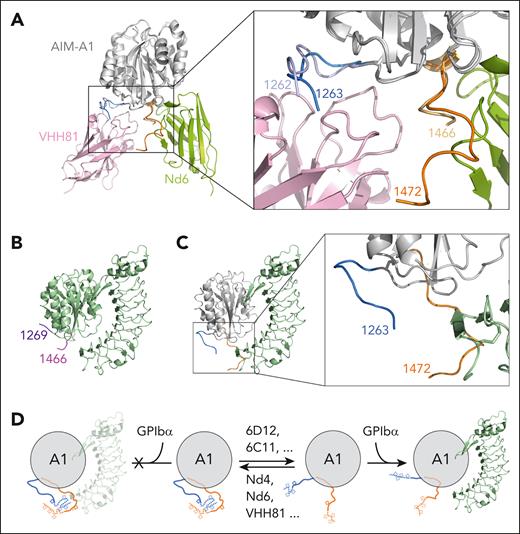 Comparison of the Nd6 complex structure with other A1 structures suggests a model of VWF autoinhibition and activation. (A) Overlaid Nd6 and VHH81 complex structures, with resolved AIM residues zoomed in and highlighted in the box on the right. Nd6 is shown in green, VHH81 in pink, and both AIM-A1 in gray. Resolved NAIM and CAIM residues from the Nd6 structure are shown in sky blue and orange, respectively. Resolved NAIM and CAIM residues from the VHH81 structure are shown in light purple and yellow, respectively. (B) Ribbon diagram of the A1/LBD complex structure (PDB: 1sq0), with the resolved AIM residues highlighted in purple and magenta. (C) Overlaid Nd6 and LBD complex structures, showing only AIM-A1 from the Nd6 complex structure and LBD from the LBD complex structure. The highlight box on the right shows the overlap of resolved AIM residues with the N-terminus of the LBD. (D) Illustration of the AIM model of VWF autoinhibition and activation. A structured AIM would have steric hindrance with the LBD, thus shielding A1 from binding to LBD. Conformationally insensitive nanobodies, such as 6D12 and 6C11, can bind to the NAIM residues distal from the A1 domain and disrupt the AIM, which exposes A1 for binding to the LBD. Conversely, conformationally sensitive nanobodies such as Nd6 and VHH81 can bind and stabilize the AIM, thus inhibiting A1 binding to the LBD.