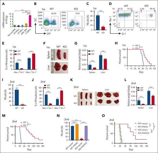 PI3Kγ is highly expressed in LSCs and promotes AML development. (A) mRNA levels of Pik3cg in normal mouse BM cells (Normal-BM), Lin−Sca-1+c-Kit+CD34+CD135− short-term HSCs (ST-HSCs), Lin−Sca-1+c-Kit+CD34−CD135− long-term HSCs (LT-HSCs), MLL-AF9+ leukemia cells (AML-BM), and Lin−CD127−Sca-1−c-Kit+CD34+CD16/32+ L-GMPs were measured by quantitative RT-PCR (n = 3). (B-C) Representative flow cytometric analysis of leukemia cells (GFP+) in the PB 4 weeks after primary transplantation (B) and quantification data (C, n = 5). (D-E) Lineage analysis with myeloid cell markers (Mac-1/Gr-1) was conducted in WT and Pik3cg-KO PB leukemia cells 4 weeks after primary transplantation (D) and quantification data (E, n = 5). (F-G) Representative images of the size of spleens and livers of recipients 4 weeks after primary transplantation (F) and quantification data (G, n = 5). (H) The overall survival of the recipient mice transplanted with WT or Pik3cg-KO MLL-AF9+ leukemia cells upon primary transplantation (n = 8). (I) Percentages of leukemia cells in the PB 4 weeks after secondary transplantation (n = 5). (J) The percentages of Mac-1+Gr-1− and Mac-1+Gr-1+ cells in the PB leukemia cells 4 weeks after secondary transplantation (n = 5). (K-L) Representative images of the size of spleens and livers of recipients 4 weeks after secondary transplantation (K) and quantification data (L, n = 5). (M) The overall survival of the recipient mice upon secondary transplantation (n = 10). (N-O) The frequencies of leukemia cells in the PB 4 weeks after transplantation (N, n = 5) and overall survival (O, n = 5) were compared among the recipients transplanted with WT, Pik3cg-overexpressing WT, Pik3cg-KO, and Pik3cg-overexpressing KO AML cells. Data are represented as mean ± standard error of the mean (SEM). Student 2-tailed unpaired t test for panels C,I, 1-way analysis of variance (ANOVA) with Tukey multiple comparison test for panels A,N, 2-way ANOVA with Sidak multiple comparison test for panels E,G,J,L, and log-rank test for panels H,M,O were used for the comparison of statistical significance. ∗P < .05; ∗∗P < .01; ∗∗∗P < .001.