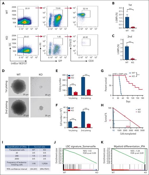 Genetic ablation of Pik3cg in AML depletes LSCs. (A) Representative of flow cytometric analysis for WT and KO L-GMPs (Lin−CD127−Sca-1−c-Kit+CD34+CD16/32+) among the total live BM cells from recipients at 6 weeks after primary transplantation. (B) Quantification of the frequency of L-GMPs of the recipients in panel A (n = 5). (C) Quantification of the frequency of L-GMPs among the total live BM cells from moribund mice upon secondary transplantation (n = 5). (D) Representative images of colony formation of sorted WT and Pik3cg-KO BM L-GMPs during first and second plating. Scale bar, 20 μm. (E-F) Colony numbers (E) and derived total cell count (F) of sorted WT and Pik3cg-KO BM L-GMPs during the first and second plating were calculated (n = 3). (G) Survival curve of recipient mice transplanted with 100 L-GMP cells from MLL-AF9+ WT or Pik3cg-KO BM cells after primary transplantation (n = 10). (H-I) Limiting dilution assays for the frequency of the functional LSCs of WT and Pik3cg-KO BM cells. Different doses of GFP+ leukemia cells purified from primary recipients were transplanted into lethally irradiated recipients and the competitive repopulating units (CRUs) were determined using L-Calc software. (J-K) Gene set enrichment analyses evaluating changes in leukemia initiation/maintenance and myeloid differentiation gene signatures in WT and Pik3cg-KO BM L-GMP cells at 4 weeks after primary transplantation. Data are represented as mean ± SEM. Student 2-tailed unpaired t test for panels B-C,E-F and log-rank test for panel G were used for the comparison of statistical significance. ∗∗∗P < .001. FDR q-val, false-discovery rate q-value; NES, normalized enrichment score.