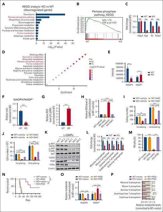 PI3Kγ regulates the PPP of LSCs. (A) Kyoto Encyclopedia of Genes and Genomes pathway analyses were performed with transcriptome data of WT and Pik3cg-KO BM L-GMP cells at 4 weeks after primary transplantation (n = 3 mice per group). (B) Gene set enrichment analysis evaluating changes in the PPP in WT and Pik3cg-KO BM L-GMP cells at 4 weeks after primary transplantation. (C) mRNA levels of G6pd, Pgd, Tkt, and Taldo1 were compared by quantitative RT-PCR between WT and KO L-GMPs at 4 weeks after primary transplantation (n = 3). (D) Downregulated metabolic pathways in Pik3cg-KO L-GMP cells by metabolomics analysis at 4 weeks after primary transplantation. (E-F) The intensities of NADPH and NADP+ (E, n = 6) and the ratio of NADPH/NADP+ (F, n = 6) were evaluated in WT and KO BM L-GMP cells at 4 weeks after primary transplantation. (G) Flow cytometric analysis of ROS levels of WT and KO BM L-GMP cells at 4 weeks after primary transplantation (n = 5). (H) Flow cytometric analysis of ROS levels in WT and KO BM L-GMP cells upon 1 mM NAC treatment for 2 hours at 4 weeks after primary transplantation (n = 3). (I-J) Colony numbers (I) and derived total cell count (J) of WT and Pik3cg-KO BM L-GMPs upon 1 mM NAC treatment at 4 weeks after primary transplantation (n = 3). (K) The protein levels of p-AKT (S473), p-AKT (T308), AKT, G6PD, PGD, and PI3Kγ in WT and Pik3cg-KO BM L-GMP cells were measured by western blot at 4 weeks after primary transplantation. (L) The changes of metabolites in the PPP between WT and Pik3cg-KO BM L-GMP cells at 4 weeks after primary transplantation (n = 6). (M-N) The frequencies of leukemia cells in the PB (M, n = 5) 4 weeks post-transplantation and overall survival (N, n = 5) were compared among the recipients transplanted with WT, Pgd-overexpressing WT, Pik3cg-KO, and Pgd-overexpressing KO AML cells. (O-P) The metabolite levels were measured in WT, Pgd-overexpressing WT, Pik3cg-KO, and Pgd-overexpressing KO L-GMP cells and normalized against WT+vector cells 4 weeks after transplantation (n = 5). Data are represented as mean ± SEM. Student 2-tailed unpaired t test for panels C,F-G,L, 1-way ANOVA with Tukey multiple comparison test for panels H-J,M,P, 2-way ANOVA with Sidak multiple comparison test for panels E,O, and log-rank test for panel N were used for the comparison of statistical significance. ∗P < .05; ∗∗P < .01; ∗∗∗P < .001; n.s., not significant.