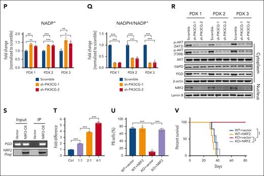 PI3Kγ KD suppresses the growth of human AML cells. (A) In silico analysis of the expression of PIK3CG in human AML samples from the curated database. (B) The relationship between the PIK3CG expression level and the overall survival in patients with AML from the curated database. (C) Relative mRNA levels of PIK3CG were determined in the immunophenotypic Lin−CD34+CD38−CD90+CD45RA− cord blood HSCs, CD11B+ differentiated human leukemia cells (Dif-AMLs), and Lin−CD34+CD38−CD90−CD45RA+ LSCs (n = 3). (D) PI3Kγ protein levels in Scramble, sh-PIK3CG-1, and sh-PIK3CG-2 PDX cells were measured using western blot. (E-F) CD45+ human AML cells in the BM at 4 weeks post transplantation (E, n = 6) and the survival (F, n = 6) of the recipients transplanted with PIK3CG-KD (sh-PIK3CG-1 and sh-PIK3CG-2) PDX1 cells or control cells were shown. (G-H) CD45+ human AML cells in the BM at 4 weeks after transplantation (G, n = 5) and the survival (H, n = 5) of the recipients transplanted with PIK3CG-KD PDX2 cells or control cells were shown. (I-J) CD45+ human AML cells in the BM at 4 weeks post transplantation (I, n = 8) and the survival (J, n = 8) of the recipients transplanted with PIK3CG-KD PDX3 cells or control cells were shown. (K) Quantification of the frequency of Lin−CD34+CD38−CD90−CD45RA+ LSCs among the total live BM cells from moribund mice (PDX1, n = 5; PDX2, n = 6; and PDX3, n = 6). (L) Flow cytometric analysis of ROS levels in BM LSCs from moribund mice (PDX1, n = 5; PDX2, n = 6; and PDX3, n = 6). (M) Flow cytometric analysis of BM annexin V+ apoptotic LSCs from moribund mice (PDX1, n = 5; PDX2, n = 6; and PDX3, n = 6). (N) Flow cytometric analysis of mean fluorescence intensity (MFI) of CD11B in PDX cells from moribund mice (PDX1, n = 5; PDX2, n = 6; and PDX3, n = 6). (O-Q) NADPH (O) and NADP+ (P) levels were measured in PIK3CG-KD CD34+ PDX cells and control cells and the ratio of NADPH/NADP+ (Q) was calculated 4 weeks after transplantation (n = 3). (R) The protein levels of p-AKT (S473), p-AKT (T308), AKT, G6PD, PGD, and nuclear NRF2 in PIK3CG-KD CD34+ PDX cells and control cells were measured using western blot 4 weeks after transplantation. (S) Chromatin immunoprecipitation assays were analyzed with 293T cells transfected with PGD-promoter and NRF2 plasmid or empty vector. Input control and the amplification of the NRF2-binding sequence of PGD were determined. (T) PGD luciferase reporter and different doses of NRF2 were cotransfected into 293T cells, followed by the determination of luciferase activities (n = 3). (U-V) The frequencies of leukemia cells in the PB (U, n = 5) 4 weeks after transplantation and overall survival (V, n = 5) were compared among the recipients transplanted with WT, Nrf2-overexpressing WT, Pik3cg-KO, and Nrf2-overexpressing KO AML cells. Data are represented as mean ± SEM. One-way ANOVA with Tukey multiple comparison test for panels A,C,E,G,I,K- Q,T-U and log-rank test for panels F,H,J,V were used for the comparison of statistical significance. ∗P < .05; ∗∗P < .01; ∗∗∗P < .001.