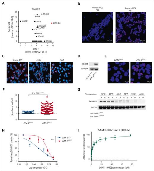 SOX11 binds to SAMHD1 in MCL. (A) Identification of SOX11 protein interactors by mass spectrometry–based proteomics analysis of coimmunoprecipitation of SOX1 in Granta-519 and JeKo-1 cell lines. Three biological replicates were analyzed per cell line, and the mean number of peptide spectrum matches (PSMs) across the 3 replicates per protein are displayed on the axes. Proteins with 0 PSMs indicate absence of interaction in that cell line. See “Methods” for defining SOX11 interacting proteins. (B) PLA performed on 2 primary MCL cells with different SOX11 expression levels (supplemental Table 1) using rabbit polyclonal anti-SOX11 and mouse monoclonal anti-SAMHD1. The DAPI channel represents stained nuclei, whereas the red channel (TRITC) represents SOX11-SAMHD1 colocalization. Original magnification, 60×; scale bar, 50 μm; and the pinhole was set at 1.2. The red fluorescent foci represent the colocalization between SOX11 and SAMHD1. (C) PLA performed on Granta-519, JeKo-1, and Rec1 cells using rabbit polyclonal anti-SOX11 and mouse monoclonal anti-SAMHD1. Original magnification, 60×; and pinhole set at 1.2. (D) Representative western blot showing the efficiency of doxycycline-induced expression SOX11 in JVM-2vector and JVM-2iSOX11 at 72 hours after doxycycline treatment. SOX11 band is detected at 74 kDa and GAPDH at 37 kDa. (E) Representative images of PLA performed on JVM-2vector and JVM-2iSOX11 using rabbit polyclonal anti-SOX11 and mouse monoclonal anti-SAMHD1; original magnification, 60×; scale bar, 10 μm; and pinhole set at 1.2. Cells were treated with doxycycline 0.1 μM for 72 hours. (F) Scatterplot shows number of fluorescent foci per cell. The number of foci per cell were analyzed in total 350 cells of JVM-2vector or JVM-2iSOX11 using CellProfiler software. The data are represented as mean ± standard error of the mean (SEM) of 3 independent biological replicates. P < .0001 was calculated by unpaired, 2-tailed t test with Welch correction. (G) CETSA performed using JVM-2vector and JVM-2iSOX11 72 hours after treatment with 0.1 μM doxycycline. A representative western blot showing band intensities of SAMHD1 (71 kDa) and thermostable superoxide dismutase-1 (SOD-1) (20 kDa). (H) Sigmoidal Boltzmann curve of percentage of remaining SAMHD1 protein on y-axis and log10 temperature on x-axis. Data are represented as mean ± SEM of 3 independent biological replicates. ∗∗∗∗P < .0001; 2-way analysis of variance (ANOVA). (I) Binding of SOX11 HMG to SAMHD1 measured by MST. The fluorescence change in labeled SAMHD1 upon titration with SOX11 HMG is plotted; error bars are standard deviation of the mean values from 3 independent experiments. Fitting of the data to a hyperbolic binding isotherm gives KD = 3.2 ± 0.6 μM. CETSA, cellular thermal shift assay.