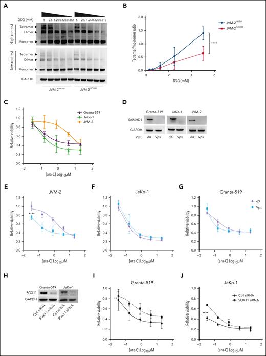 SOX11 impairs tetrameric configuration of SAMHD1 and confers ara-C sensitivity. (A) Representative western blot of native gel electrophoresis performed using disuccinimidyl glutarate (DSG)-crosslinked in JVM-2vector and JVM-2iSOX11 96 hours after treatment with 0.1 μM doxycycline. The tetrameric form of SAMHD1 is detected at a size of ∼250 kDa, dimer at ∼150 kDa, monomer at 71 kDa, and GAPDH at 37 kDa. (B) Curve shows tetramer/monomer ratio in crosslinked in JVM-2vector and JVM-2iSOX11 with different concentrations of DSG (related to panel A). Data are represented as mean ± SEM of 3 independent biological repeats. P value (2-tailed, 2-way ANOVA) is indicated on the curve. (C) Dose response curve for ara-C in Granta-519, JeKo-1, and JVM-2 treated for 72 hours by CellTiter MTS assay. The values on the y-axis represent the relative viability values, which were calculated by normalizing 100% values to respective untreated controls. Data are represented as mean ± SEM of 3 independent experiments. (D) Western blot showing the depleting efficiency of SAMHD1 by Vpx in the 3 cell lines compared to nontargeting dX. One representative western blot out of 3 is shown. Cells were treated with dX or Vpx for 3 hours before ara-C treatment and cultured thereafter for 72 hours before harvesting. SAMHD1 was detected at 71 kDa and GAPDH at 37 kDa. (E-G) Dose response curves for ara-C determined in JVM-2 (E), JeKo-1 (F) and Granta-519 (G) with Vpx or dX for 3 hours before ara-C treatment. Viability was measured by CellTiter MTS assay after 72 hours of ara-C treatment. The values on the y-axis represent the relative viability values which were calculated by normalizing absorbance value at each dose of ara-C for each condition to respective untreated controls. Data are represented as mean ± SEM of 3 independent biological replicates. P (2-tailed) was calculated using the 2-way ANOVA. ∗∗∗∗P < .0001. (H) Western blot showing the efficiency of SOX11 silencing in Granta-519 and JeKo-1 by siRNA for 48 hours. One representative western blot out of 2 is shown. SOX11 was detected at 74 kDa and GAPDH at 37 kDa. (I-J) Dose response curve for 72 hours of ara-C treatment in nontargeting control siRNA- and SOX11 siRNA-transfected Granta-519 (I) and JeKo-1 (J). ara-C treatment was applied 8 hours after transfection. Viability was measured using Celltiter MTS assay after 72 hours of ara-C treatment. Data are represented as mean ± SEM of 2 independent biological replicates. P (2-tailed) was calculated using 2-way ANOVA. ∗∗P < .01; ∗∗∗∗P < .0001.