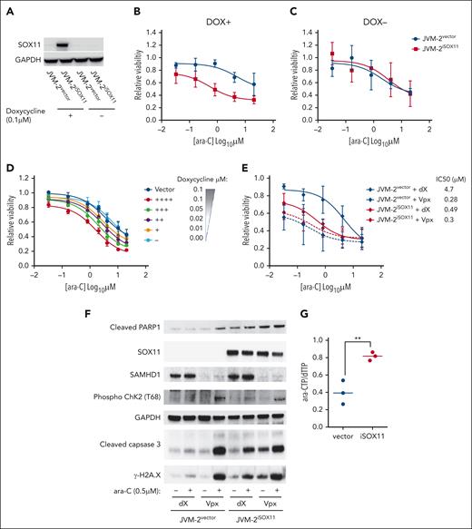 SOX11 expression sensitizes MCL cells to ara-C through impairing ara-CTPase activity of SAMHD1. (A) Representative western blot showing SOX11 expression patterns in JVM-2vector and JVM-2iSOX11 in presence and absence of 0.1 μM doxycycline for 96 hours. One representative western blot out of 6 replicates is shown. SOX11 was detected at 74 kDa and GAPDH at 37 kDa. (B-C) Dose response curve for ara-C treatment for 72 hours in JVM-2vector and JVM-2iSOX11 in presence (B, DOX+), and absence (C, DOX−) of doxycycline (DOX). ara-C treatment was applied 24 hours after doxycycline (0.1 μM) treatment. Data are represented as mean ± SEM of 6 independent biological replicates. (D) Dose response curve for 72 hours of treatment with ara-C in JVM-2vector and JVM-2iSOX11 cultured in the indicated concentrations of doxycycline. ara-C treatment started 24 hours after doxycycline-induced SOX11 expression. Viability was measured using CellTiter-Glo Luminescent Cell Viability Assay after 72 hours of ara-C treatment. The values on the y-axis represent the relative viability values, which were calculated by normalizing luminescence value at each dose of ara-C for each condition to respective untreated controls. Data were represented as mean ± SEM of 4 independent biological replicates. (E) Dose response curve for ara-C determined in dX- or Vpx-treated JVM-2vector and JVM-2iSOX11 that were induced by 0.1 μM doxycycline. After 24 hours of culturing in doxycycline-supplemented media, cells were treated with dX or Vpx for 3 hours, followed by ara-C treatment for 72 hours. Viability was measured using CellTiter MTS assay after 72 hours of treatment. The values on the y-axis represent the relative viability values, which were calculated by normalizing absorbance values at each dose of ara-C for each condition to respective untreated controls. Data are represented as mean ± SEM for 5 independent biological replicates. (F) Western blot shows the effect of treatment of ara-C at sublethal dose (0.5 μM) on cleaved PARP1 was detected at 89 kDa, phospho-ChK2 (T68) (∼62 kDa), cleaved caspase-3 (17 kDa), and γ-H2A.X (14 kDa) in dX- or Vpx-treated JVM-2vector and JVM-2iSOX11. ara-C treatment was applied after 3 hours of treatment with either dX or Vpx and treated cells were harvested after 72 hours of ara-C treatment, as explained in panel A. One representative experiment out of 3 is shown. (G) Intracellular ara-CTP levels normalized to the canonical dTTP, determined using HPLC-MS/MS. Both JVM-2vector and JVM-2iSOX11 were treated with 10 μM ara-C for 24 hours. Circles and error bars correspond to individual values, mean ± SEM of at 3 independent experiments. Analyses were performed using unpaired 2-tailed t tests; ∗∗P < .01.