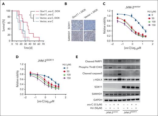SOX11 sensitizes MCL to ara-C treatment in vivo and HU mimics SOX11-mediated sensitization to ara-C in SOX11− MCL cell lines. (A) Kaplan-Meier analysis of NOD/SCID mice injected with JVM-2vector or JVM-2iSOX11 that received ara-C (100 mg/kg) after 5 days of injection with cells vs untreated controls; n = 8 per group. (B) Immunohistochemistry revealing SOX11 and SAMHD1 staining in formalin-fixed paraffin-embedded (FFPE) tumor tissue from mice injected with either JVM-2vector or JVM-2iSOX11 treated with doxycycline; scale bar, 50 μm. (C-D) Dose response curves for cytarabine when combined to the indicated concentrations of HU (on the right side of the curves) in JVM-2vector and JVM-2iSOX11, respectively. Cells were treated with 0.1 μM doxycycline for 24 hours before combined treatment with ara-C and HU, which lasted for 72 hours until viability was measured using the CellTiter-Glo Luminescent Cell Viability Assay. Data of 3 independent experiments are represented as mean ± SEM. (E) Western blot analysis of apoptosis and DNA damage markers upon single treatment of ara-C (0.5 μM) or HU (50 μM) or their combination vs the respective untreated controls in JVM-2vector and JVM-2iSOX11. After 24 hours of 0.1 μM doxycycline treatment, combined or single treatments were performed for 24 hours. The blot is a representative out of 3 independent biological replicates. Protein sizes: cleaved PARP1 (89 kDa), SOX11 (74 kDa), SAMHD1 (71 kDa), phospho-ChK2 (T68) (∼62 kDa), GAPDH (37 kDa), cleaved caspase-3 (17 kDa), and γ-H2A.X (14 kDa).