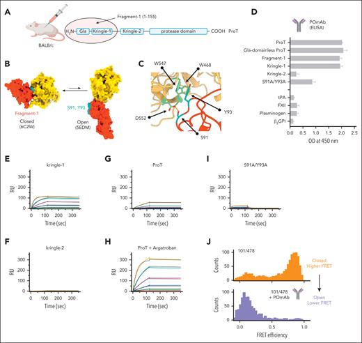Discovery and biochemical characterization of POmAb. (A) Human prothrombin (Uniprot entry: P00734) is made of 4 domains, which are connected by 3 linkers. Fragment-1, comprising residues 1-155, was injected into BALB/c mice for immunization experiments. (B) Conformational equilibrium of prothrombin (ProT), showing large relocation of fragment-1 (red) relative to the protease domain (yellow) as prothrombin transitions from closed to open forms and strategic location of residues S91 and Y93 in kringle-1 (cyan). (C) Closed-up view of the interface between kringle-1 (red) and protease domain (yellow) that forms in closed prothrombin, highlighting key interactions (yellow lines) of residues S91 and Y93 in kringle-1 (cyan) with residues W468, W547, and D552 (green) of the protease domain. (D) Characterization of POmAb by ELISA. POmAb was incubated with specified proteins, and binding was detected with an anti-mouse γ-specific IgG antibody conjugated with horseradish peroxidase and TMB (3,3′,5,5′-tetramethylbenzidine) substrate. Each binding experiment was independently repeated a minimum of 3 times. (E-I) Surface plasmon resonance experiments. Shown are reference-subtracted real-time association and dissociation profiles resulting from flowing kringle-1 (0-1000 nM) (E), kringle-2 (0-1000 nM) (F), prothrombin (0-1000 nM) (G), prothrombin (0-1000 nM) with 200 μM argatroban (H), and prothrombin variant S91A/Y93A (0-2000 nM) (I) onto immobilized POmAb. Fit is shown in black. Rate constants obtained by fitting the sensograms are reported in supplemental Table 1. (J) FRET histograms of prothrombin labeled at residues 101 in kringle-1 and 478 in the serine protease domain in the absence (orange; top) and presence of 500 nM POmAb (purple; bottom). β2GPI, β2-glycoprotein I; FXII, factor XII; RU, resonance units; tPA, tissue-type plasminogen activator.