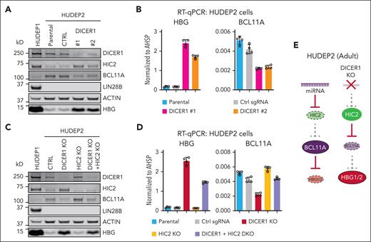 DICER1 depletion induces HBG partially by upregulation of HIC2. (A) Western blot with indicated antibodies of extracts from DICER1 depleted HUDEP2 cells. Nontargeting sgRNA was used as control. (B) HBG and BCL11A mRNA measured by qRT-PCR in DICER1 depleted HUDEP2 cells. Results are normalized to AHSP and shown as mean ± SD (2 independent biological replicates with 2 technical replicates each). (C) Western blot with indicated antibodies of extracts from DICER1 and HIC2 depleted HUDEP2 cells. (D) HBG and BCL11A mRNA measured by qRT-PCR in DICER1 and HIC2 depleted HUDEP2 cells. Results are normalized to AHSP and shown as mean ± SD (2 independent biological replicates with 2 technical replicates each). (E) Schematic demonstrating repression of HIC2 in adult cells by miRNAs. Ablation of miRNA processing leads to increased HIC2 expression, decreased BCL11A, and derepression of HBG. SD, standard deviation.