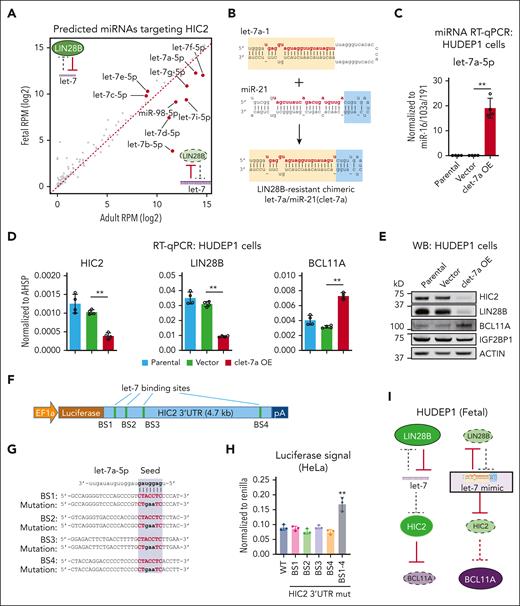 let-7a overexpression represses HIC2 in HUDEP1 cells. (A) The expression levels of 303 predicted miRNAs targeting HIC2 in fetal and adult erythroblasts. The small RNA-seq data were obtained from published data sets.15let-7 family members are highlighted in red. The balance between let-7 and LIN28B expression is shown for adult and fetal cells. (B) The sequence of LIN28B resistant chimeric let-7a/miR21 (clet-7a). The stem and loop structure from let-7a-1 and miR-21 are highlighted in yellow and blue, respectively. Mature let-7a-5p and miR-21-5p sequences are highlighted in red. (C) The expression levels of let-7a-5p measured by miRNA RT-qPCR upon clet-7a overexpression in HUDEP1 cells. Results are normalized to miRNAs miR-16/103a/191 and shown as mean ± SD (2 independent biological replicates with 2 technical replicates each). Other let-7 family members are shown in supplemental Figure 3. (D) HIC2, LIN28B, and BCL11A mRNA measured by qRT-PCR upon clet-7a overexpression in HUDEP1 cells. Results are normalized to AHSP and shown as mean ± SD (2 independent biological replicates with 2 technical replicates each). (E) Western blot with indicated antibodies of extracts from clet-7a overexpression in HUDEP1 cells. (F) Schematic of the construct for HIC2 3'UTR luciferase reporter assay. let-7 binding sites are highlighted in green. (G) Sequences of the 4 let-7 binding sites in HIC2 3'UTR. Mutations are highlighted in bold. (H) Luciferase reporter assay of HIC2 3'UTR in HeLa cells. Results are shown as mean ± SD (n = 3). (I) Schematic demonstrating low let-7 levels and high HIC2 expression in fetal-like HUDEP1 cells. Overexpression of a let-7 mimic leads to decreased levels of HIC2 protein and increased level of BCL11A. BS, binding site; pA, BGH polyA signal; RPM, reads per million.