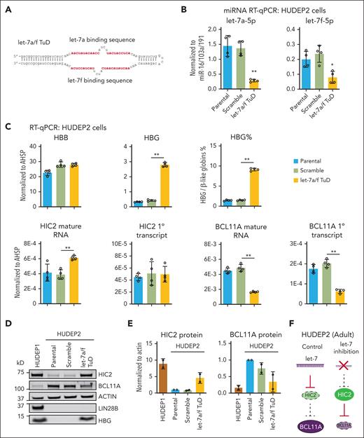 let-7a/f inhibition induced HIC2 expression in HUDEP2 cells. (A) Schematic of the let-7a/f TuD. let-7a/f binding sites are highlighted in red. (B) The expression levels of let-7a-5p and let-7f-5p measured by miRNA qRT-PCR upon let-7a/f inhibition in HUDEP2 cells. Results are normalized to miRNAs miR-16/103a/191 and shown as mean ± SD (2 independent biological replicates with 2 technical replicates each). Other let-7 family members are shown in supplemental Figure 5. (C) HBB, HBG, percentage of HBG, HIC2 and BCL11A mature mRNA, and primary transcript measured by qRT-PCR in let-7a/f inhibited HUDEP2 cells. Results are normalized to AHSP and shown as mean ± SD (2 independent biological replicates with 2 technical replicates each). (D). Western blot with indicated antibodies of extracts from let-7a/f inhibited HUDEP2 cells. (E) Quantification of HIC2 and BCL11A protein levels in panel D. Results are normalized to actin and HUDEP2 parental samples and shown as mean ± SD (2 independent biological replicates). (F) Schematic showing high let-7 levels in adult-like HUDEP2 cells repressing HIC2; depletion of let-7 using a tough decoy leads to higher HIC2 levels and resulting decrease in BCL11A.