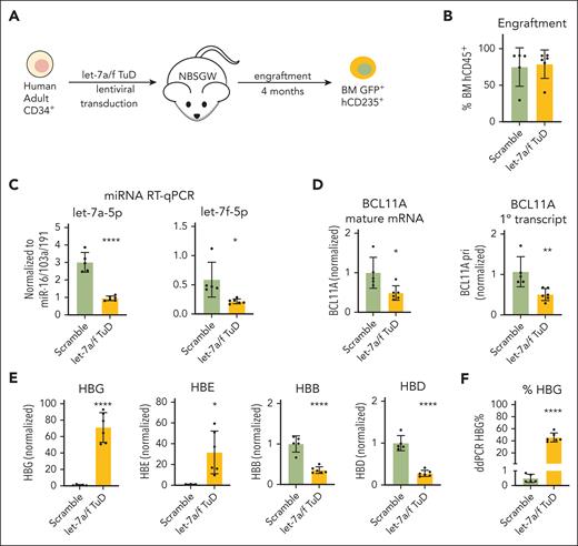 let-7a/f inhibition increases HBG expression in xenografted human primary erythroid cells. (A) Schematic of NBSGW xenograft experiments using transduced primary human CD34+ cells. Transduced GFP+ hCD235+ erythroid cells were purified from mouse BM for analysis. All data are shown as mean ± SD with individual data points, n = 5 for controls and 6 for let-7a/f decoy. ∗P < .05; ∗∗P < .01; ∗∗∗∗P < .0001 by the Student t test. (B) Engraftment analysis measured at 4 months, calculated as human percentage of CD45+ cells. (C) The expression levels of let-7a-5p and let-7f-5p measured by miRNA qRT-PCR upon let-7a/f inhibition. Results are normalized to miRNAs miR-16/103a/191. (D) Real-time RT-PCR of BCL11A mature mRNA and primary transcript in xenografted early-stage erythroid precursors. (E) Real-time RT-PCR of β-globin-like genes in BM CD235ab+ human primary erythroid cells from NBSGW xenografts. (F) ddRT-PCR quantification of HBG transcripts as percentage of total β-like transcripts. BM, bone marrow.