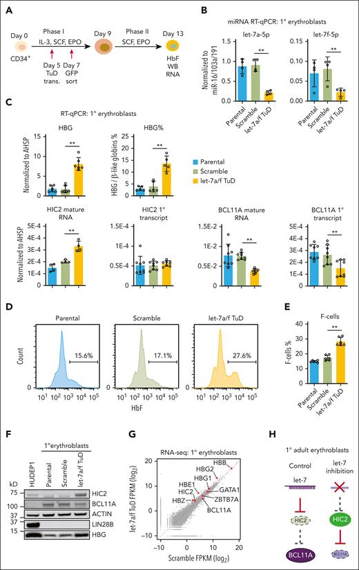 let-7a/f inhibition induced HIC2 levels in adult primary human erythroblasts. (A) Schematic of the CD34+ in vitro expansion and erythroid differentiation culture system. (B) The expression levels of let-7a-5p and let-7f-5p measured by miRNA qRT-PCR upon let-7a/f inhibition in primary human adult erythroblasts. Results are normalized to miRNAs miR-16/103a/191 and shown as mean ± SD (2 independent donors with 2 technical replicates each). Other let-7 family members are shown in supplemental Figure 6. (C) HBB, HBG, percentage of HBG, HIC2 and BCL11A mature mRNA, and primary transcript measured by qRT-PCR in let-7a/f inhibited adult human primary erythroblasts. Results are normalized to AHSP and shown as mean ± SD (n = 3 to 4 independent donors). (D) Sample flow cytometry with intracellular HBG staining in primary human erythroblasts. (E) Quantification of HBG–containing F-cells by flow cytometry. Results are shown as mean ± SD (n = 3 independent donors with 2 technical replicates for each donor). (F) Western blot with indicated antibodies of extracts from let-7a/f inhibited primary human adult erythroblasts. (G) Scatterplot of the RNA-seq results in primary human adult erythroblasts. (H) Schematic showing high let-7 levels in adult primary erythroid cells repressing HIC2; depletion of let-7 using a tough decoy leads to higher HIC2 levels and resulting decrease in BCL11A. FPKM, fragments per kilobase per million.