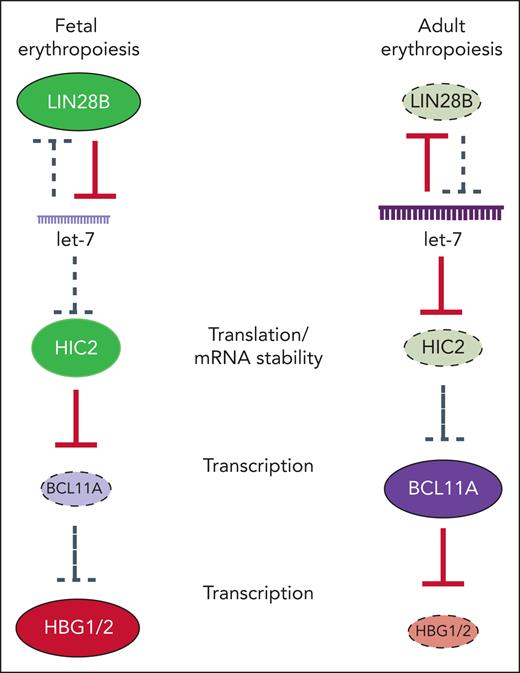 Model of developmental regulation of HIC2 by let-7 miRNAs. During fetal erythropoiesis, LIN28B is highly expressed and blocks let-7 biogenesis. Without the inhibition by let-7, HIC2 represses BCL11A transcription. During adult erythropoiesis, LIN28B is downregulated, derepressing let-7 biogenesis, and inhibiting HIC2. BCL11A is highly transcribed and silences HBG.