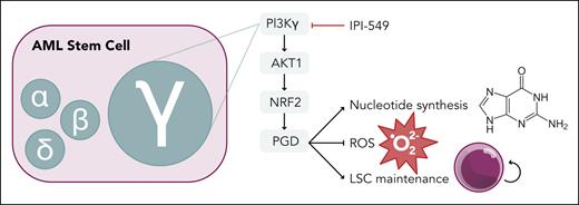 AML stem cell dependency on PI3Kγ isoform through an AKT1-NRF2-PGD pathway. PGD supports nucleotide synthesis in the pentose phosphate pathway and suppresses ROS production to promote LSC maintenance. Professional illustration by Somersault18:24.