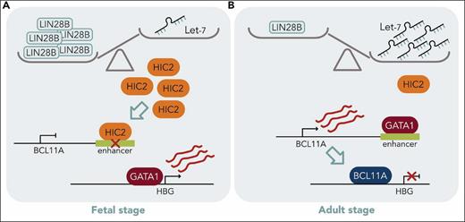 HIC2 links LIN28B/let-7 to HBG transcription. (A) The balance depicts abundance of RNA binding protein LIN28B in fetal cells resulting in blocked let-7 miRNA biogenesis. HIC2 can then inactivate the BCL11A enhancer, allowing transcription of HBG and HbF production. (B) In adult cells, LIN28B is low and let-7 is abundant, binding to the 3′ UTR of HIC2 and leading to its degradation. Now, GATA1 can occupy the BCL11A enhancer, BCL11A is activated and then the protein silences HBG. Professional illustration by Somersault18:24.