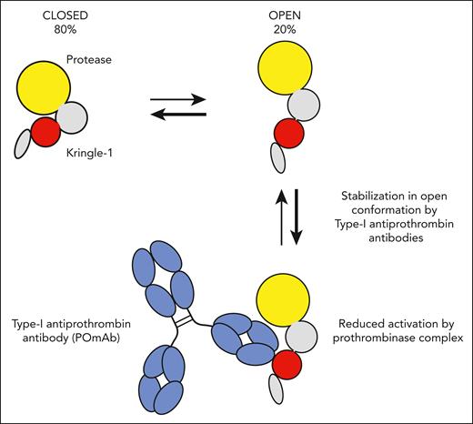 Prothrombin circulates in equilibrium between closed and open conformations. Under normal conditions, ≈80% of all prothrombin is in the closed conformation, in which the kringle-1 domain (red) interacts with the protease domain (yellow). Type I antiprothrombin antibodies found in people with antiphospholipid syndrome recognize an epitope on the kringle-1 domain of prothrombin that is only exposed in the open conformation of prothrombin. Binding of model type I antiprothrombin antibody POmAb (prothrombin open monoclonal antibody) to kringle-1 stabilizes the open conformation, resulting in reduced conversion to thrombin by prothrombinase.