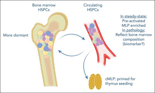 cHSPCs are preactivated and represent a quick response progenitor population, contributing to extramedullary hematopoiesis. They are enriched for multilymphoid progenitors, which are transcriptionally programmed to preferentially migrate to the thymus. Furthermore, cHSPCs can reenter the bone marrow, potentially contributing to clonal redistribution. Additionally, cHSPCs could have a use as biomarkers of the bone marrow composition in hematopoietic pathologies. cMLP, circulating multilymphoid progenitor.