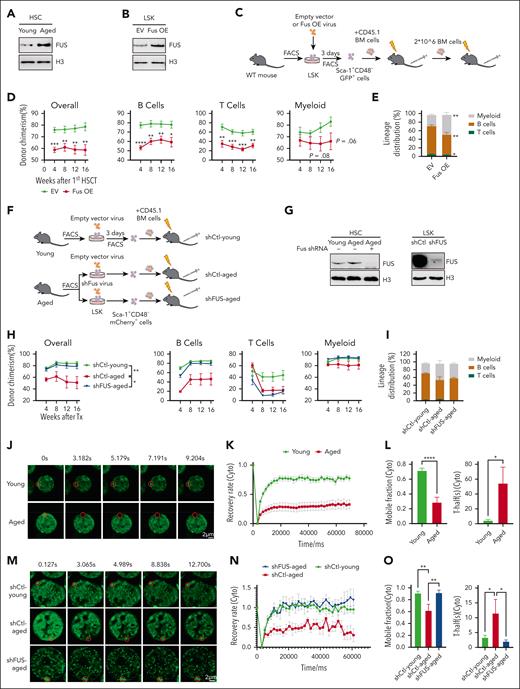 Aged hematopoietic stem cells exhibit compromised mobility of FUS. (A) Representative western blot showing the expression of FUS in young and aged HSCs. Freshly isolated 20 000 CD34– LSK (Lineage− Sca-1+ c-Kit+, hematopoietic stem and progenitor cell-enriched population) cells from young (2 months) and aged (24-28 months) wild-type (WT) mice were lysed in 2 × sodium dodecyl sulfate loading buffer. Lysis was completed by sonication, denatured by boiling, and subjected to a western blot assay to detect FUS. (B) Representative western blot showing the expression of FUS in FUS-overexpressed LSK cells. Freshly isolated LSK cells from young (2 months) WT mice were infected by FUS-carrying lentivirus (Fus OE) and empty vector (EV), and 3 days later, 105 GFP+ cells were purified for western blot assay with indicated antibodies. (C) Experimental design of a competitive transplantation assay for FUS-overexpressed HSCs. Freshly isolated 105 LSK cells from young WT mice (2 months) were infected by FUS-carrying lentivirus (Fus OE). Three days later, 2000 GFP+ Sca-1+CD48– cells were purified and transplanted into lethally irradiated recipients (CD45.2) together with 3.5 × 105 competitor cells (CD45.1). Secondary transplantation was performed by using 2 × 106 total BM cells from the primary recipients. Chimera in peripheral blood was evaluated every 4 weeks until the 16th week. (D) These line plots depict the percentage of donor-derived cells (overall, B cell, T cell, myeloid cell) in peripheral blood of primary recipients at indicated time points. Refer to supplemental Figure 1E. N = 8 recipients per group, data are shown as mean ± SEM. (E) The histogram depicts the lineage distribution of donor-derived peripheral blood cells at the 16th week. N = 8 recipients per group, data are shown as mean ± SEM. Refer to supplemental Figure 1F. (F) Experimental design of competitive transplantation assay. Freshly isolated 105 LSK cells from young (2 months) and aged (18 months) WT mice were infected by shFus-carrying lentivirus, which is labeled by mCherry fluorescence. Three days later, 2000 mCherry+Sca-1+CD48– cells were purified and transplanted into lethally irradiated recipients (CD45.2) together with 3.5 × 105 competitor cells (CD45.1). Chimera in peripheral blood was evaluated every 4 weeks until the 16th week. (G) Representative western blot showing the knockdown efficiency of shRNA against Fus. Freshly isolated 2 × 104 HSCs (mCherry+ CD48– LSK) from the recipients of panel F at the end of the 16th week after transplantation (left) and 2 × 104 cultured mCherry+ LSK from young WT mice (right) were lysed for western blot assay with indicated antibodies. (H) These line plots depict the percentage of donor-derived cells (overall, B cell, T cell, myeloid cell) in peripheral blood of primary recipients at indicated timepoints. N = 7 recipients per group, data are shown as mean ± SEM. (I) The histogram depicts the lineage distribution of donor–derived peripheral blood cells at the 16th week. N = 7 recipients per group, data are shown as mean ± SEM. (J) Representative fluorescence recovery after photobleaching (FRAP) images show the fluorescence recovery of FUS condensates in cytoplasm of HSCs (CD34–LSK) from young (2 months) and aged (18 months) Fus-gfp mice after 0.5 mM ARS treatment for 6 hours. Scale bar represents 2 μm. Refer to supplemental Video 1. (K) The line plot depicts the recovery rate of FUS condensates in young (N = 21) and aged (N = 26) HSCs of panel J at indicated time points. Data are shown as mean ± SEM. (L) The histograms depict the mobile fraction (71.5% vs 28.7%) and T-half (4.3% vs 54.4%) of young and aged HSCs. T-half is the half-maximal recovery time. Data are shown as mean ± SEM. (M) Representative FRAP images show the fluorescence recovery of FUS condensates in the cytoplasm of shCtl-young, shCtl-aged, and shFUS-aged LSK cells after 0.5 mM ARS treatment for 6 hours. (N) The line plot depicts the recovery rate of FUS condensates in shCtl-young (N = 21), shCtl-aged (N = 15), and shFUS-aged (N = 13) LSK cells of panel M at indicated time points. (O) The histograms depict mobile fraction and T-half of shCtl-young, shCtl-aged, and shFUS-aged LSK cells. Data are shown as mean ± SEM. SEM, standard error of the mean. Freshly isolated 2 × 104 HSCs (mCherry+ CD48– LSK) from the recipients of panel F at the end of the 16th week after transplantation (left) and 2 × 104 cultured mCherry+ LSK from young WT mice (right) were lysed for western blot assay with indicated antibodies. Freshly isolated 2 × 104 HSCs (mCherry+ CD48– LSK) from the recipients of panel F at the end of the 16th week after transplantation (left) and 2 × 104 cultured mCherry+ LSK from young WT mice (right) were lysed for western blot assay with indicated antibodies. GFP, green fluorescent protein.