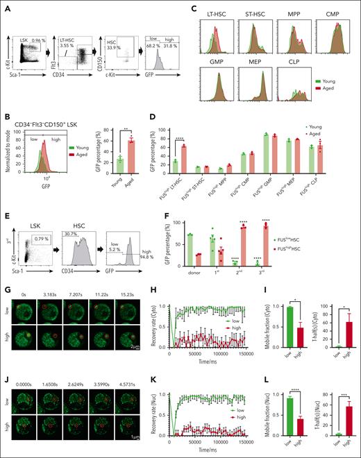 FUShigh HSCs exhibit compromised mobility of FUS. (A) Representative FACS plots showing the percentage of FUSlow and FUShigh HSCs (CD34–Flt3–CD150+LSK) in a young (2 months) Fus-gfp mouse. (B) The FACS plot and histogram show the GFP expression in HSCs (CD34–Flt3–CD150+LSK) between young (2 months) and aged (17-18 months) Fus-gfp mice. Data are shown as mean ± SEM, N = 3 mice per group. (C) The FACS plot shows the GFP expression in HSPCs, including CD34–Flt3–LSK (LT-HSC), CD34+Flt3–LSK (ST-HSC), CD34+Flt3+LSK (MPP), CD34+CD16/32– Lineage–Sca-1–c-Kit+ (CMP), CD34+CD16/32+Lineage–Sca-1–c-Kit+ (GMP), CD34–CD16/32– Lineage–Sca-1–c-Kit+ (MEP), and CD127+Flt3+Lineage–Sca-1loc-Kitlo (CLP). (D) The histogram depicts the percentage of FUShigh HSPCs between young (2 months) and aged (17-18 months) Fus-gfp mice. Data are shown as mean ± SEM, N = 3 mice per group. (E) Representative FACS plots showing the percentage of FUSlow and FUShigh HSCs (CD34–LSK) at the end of the third round of transplantation. (F) The histogram depicts the percentage of FUSlow and FUShigh HSCs (CD34–LSK) at the end of the indicated round of transplantation. Data are shown as mean ± SEM, N = 3 to 5 mice per group. (G) Representative FRAP images show the fluorescence recovery of FUS condensates in the cytoplasm of FUSlow and FUShigh LSK cells of 2-month-old Fus-gfp mice upon 0.5 mM ARS treatment for 6 hours. Scale bar represents 2 μm. See also supplemental Video 3. (H) The line plot shows the recovery rate of FUS condensates in FUSlow LSK cells (N = 6) and FUShigh LSK cells (N = 12) of panel G at indicated time points. Data are shown as mean ± SEM. (I) The histograms depict the mobile fraction (99.2% vs 48.9%) and T-half (3.383% vs 63.064%) of FUSlow and FUShigh LSK cells. Data are shown as mean ± SEM. (J) Representative FRAP images show the fluorescence recovery of FUS condensates in the nucleoplasm of FUSlow and FUShigh LSK cells of 2-month-old Fus-gfp mice upon 0.5 mM ARS treatment for 4 hours. Scale bar represents 1 μm. Refer to supplemental Video 4. (K) The line plot shows the recovery rate of FUS condensates in FUSlow LSK cells (N = 19) and FUShigh LSK cells (N = 47) of panel J at indicated time points. Data are shown as mean ± SEM. (L) The histograms depict the mobile fraction (92.2% vs 41.6%) and T-half (4.264% vs 57.8%) of FUSlow and FUShigh LSK cells. Data are shown as mean ± SEM.