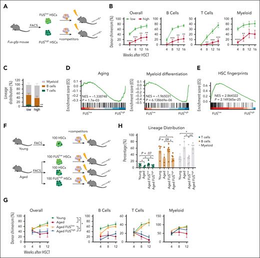 FUShigh HSCs resemble aged HSCs. (A) Experimental design of a competitive transplantation assay for FUSlow and FUShigh HSCs. 35 freshly isolated FUShigh and FUSlow HSCs (CD34–CD150+LSK) from young (2-4 months old) Fus-gfp mice were transplanted into lethally irradiated recipients (CD45.2) together with 3.5 × 105 competitors (CD45.1). The chimera in peripheral blood was evaluated every 4 weeks until week 16. (B) These line plots depict the percentage of donor-derived cells (overall, B cell, T cell, myeloid cell) in the peripheral blood of the recipients at the indicated time points. N = 7 recipients per group, data are shown as mean ± SEM. (C) The histogram depicts the lineage distribution of donor-derived peripheral blood cells at the 16th week after transplantation. N = 7 recipients per group, data are shown as mean ± SEM. (D-E) These figures show the GSEA of aging-related genes and myeloid differentiation–related genes (D) and HSC fingerprint genes between FUSlow and FUShigh HSCs (CD34–CD150+LSK). NES, normalized enrichment score. |NES| > 0.3 and P < .05 represent significant difference. The genes are listed in supplemental Table 2. (F) Experimental design of competitive transplantation assay for young, aged, aged FUSlow, and aged FUShigh HSCs (CD34–LSK). A total of 100 freshly isolated HSCs from 3 young (2-month-old) Fus-gfp mice and 100 FUShigh HSCs, 100 FUSlow HSCs, 100 unfractionated HSCs from 2 aged (18-month-old) Fus-gfp mice were transplanted into lethally irradiated recipients (CD45.2) together with 3.5 × 105 competitors (CD45.1). The chimera in peripheral blood was evaluated every 4 weeks until week 12. The experiment was repeated 2 times. (G) These line plots depict the percentage of donor-derived cells (overall, B cell, T cell, myeloid cell) in peripheral blood of the recipients at indicated time points. N = 4-7 recipients per group, data are shown as mean ± SEM. (H) The histogram depicts the lineage distribution of donor-derived peripheral blood cells at week 12 after transplantation. N = 4-7 recipients per group, data are shown as mean ± SEM.