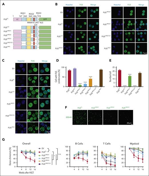 RGG domain mediates FUS mobility and its functional role in HSCs. (A) This schematic diagram shows the components of each FUS variants, including FUSΔLC, FUSΔRGG1, FUSΔRGG2, FUSΔRGG3, FUSΔRGG123, and FUSΔNLS. (B-C) Freshly isolated LSK cells from 2-month-old young WT mice were infected by lentivirus carrying FUS and FUS variants, and 3 days later, GFP+ cells were purified and treated with 0.5 mM ARS. (B) These representative images show the FUS condensates in the cytoplasm of indicated groups upon 0.5 mM ARS treatment for 1 hour. Scale bar represents 5 μm. (C) These representative images show the FUS condensates in the nucleoplasm of the indicated groups upon 0.5 mM ARS treatment for 4 hours. Scale bar represents 5 μm. (D) This histogram shows the quantification of the percentage of cells with FUS condensates in panel B. N = 89-313 cells per group. Data are shown as mean ± SEM. (E) This histogram shows the quantification of the FUS condensate numbers per cell in panel C. N = 74-256 cells per group. Data are shown as mean ± SEM. (F) These representative images exhibit the droplets formed by FUS variants at the protein concentration of 200 nM. The scale bar indicates 20 μm. (G) These line plots depict the percentage of donor-derived cells (overall, B cell, T cell, myeloid cell) in the peripheral blood of the recipients at the indicated time points. Freshly isolated 105 LSK cells from 2-month-old young WT mice were infected by lentivirus carrying FUS and FUS variants. Three days later, 2000 GFP+Sca-1+CD48– cells were purified and transplanted into lethally irradiated recipients (CD45.2) together with 3.5 × 105 competitor cells (CD45.1). Chimera in peripheral blood was evaluated every 4 weeks until the 16th week. N = 4-7 recipients per group; data are shown as mean ± SEM.